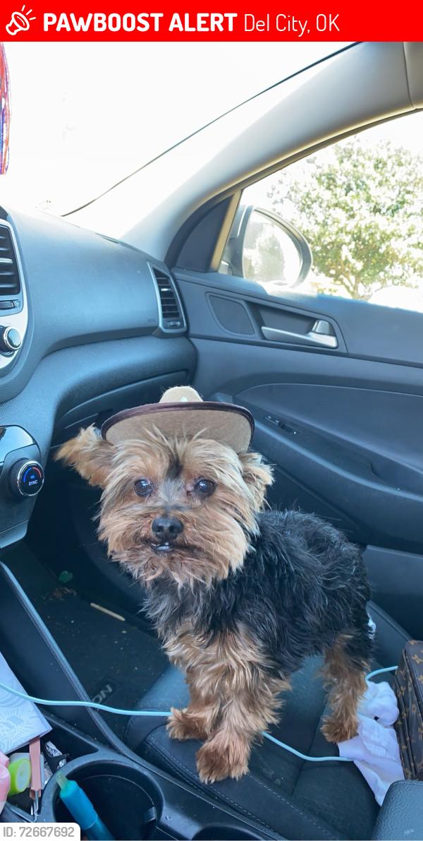 Lost Male Dog last seen 41st and Lamar dr , Del City, OK 73115