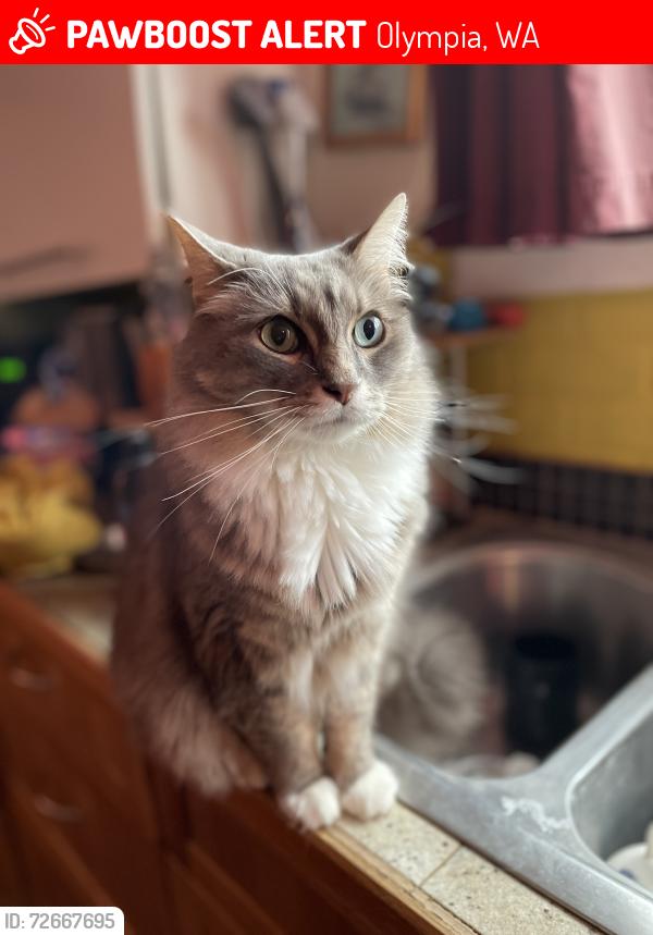 Lost Male Cat last seen Phoenix St, Olympia, WA 98506