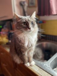 Lost Male Cat last seen Phoenix St, Olympia, WA 98506