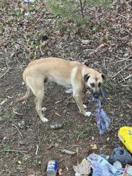 Found/Stray Unknown Dog last seen Birch Ln and Sweeten Creek Rd, Royal Pines, NC 28704