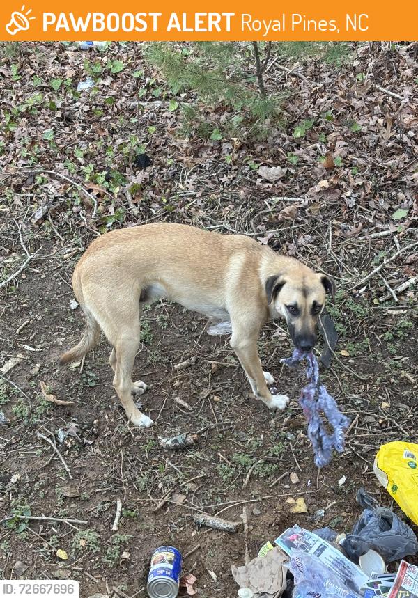 Found/Stray Unknown Dog last seen Birch Ln and Sweeten Creek Rd, Royal Pines, NC 28704