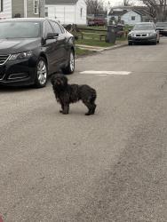 Found/Stray Unknown Dog last seen Fletcher ave and english ave , Indianapolis, IN 46201