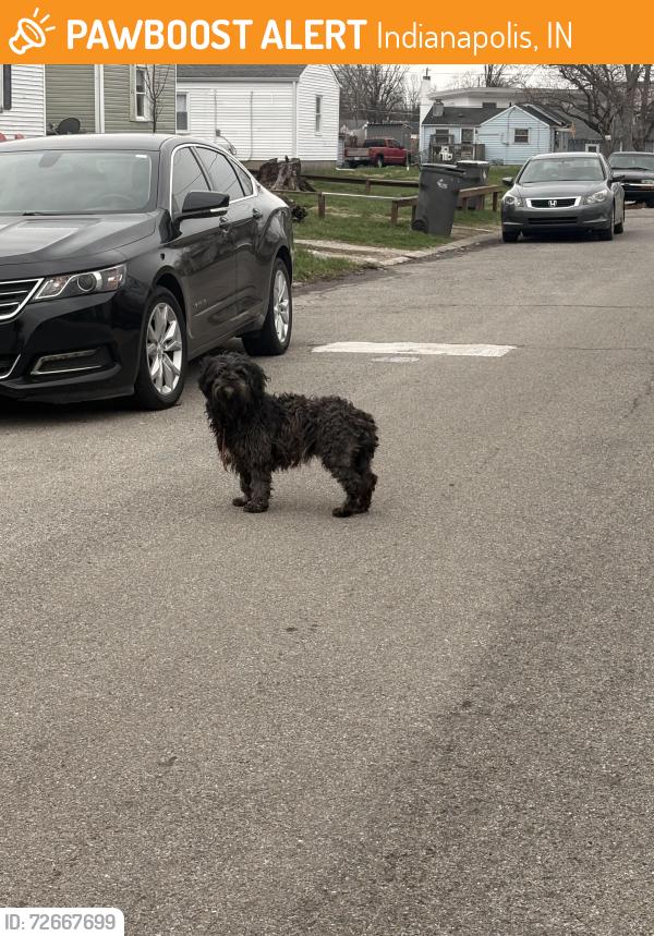 Found/Stray Unknown Dog last seen Fletcher ave and english ave , Indianapolis, IN 46201