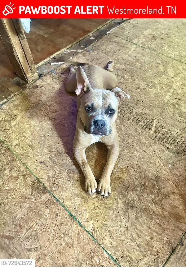 Lost Male Dog last seen On Coleytown Rd., Westmoreland, TN 37186