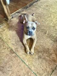 Lost Male Dog last seen On Coleytown Rd., Westmoreland, TN 37186