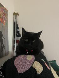 Lost Female Cat last seen Southern and Sarah, Rio Rancho, NM 87124