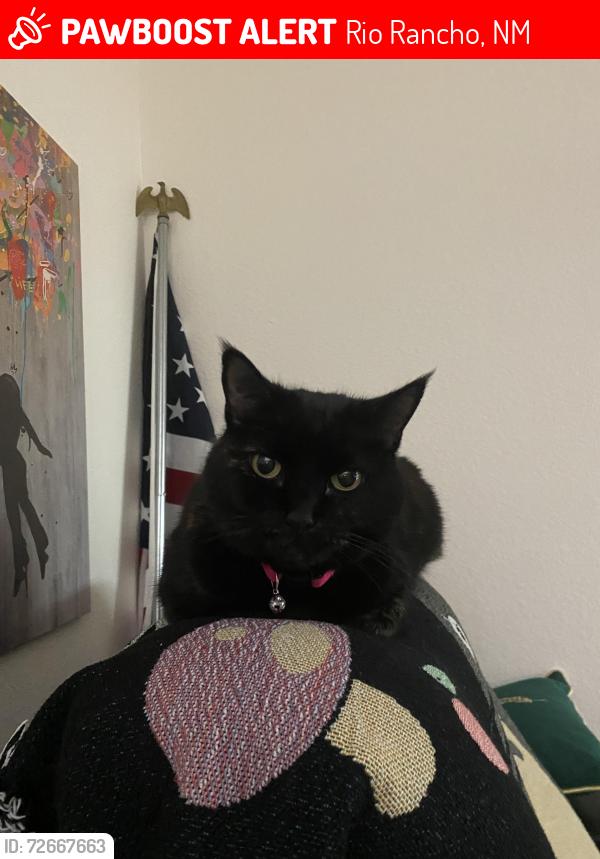 Lost Female Cat last seen Southern and Sarah, Rio Rancho, NM 87124