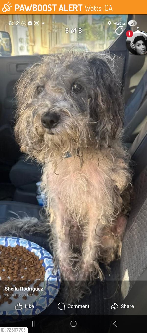 Found/Stray Unknown Dog last seen Near , Watts, CA 90002