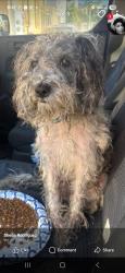 Found/Stray Unknown Dog last seen Near , Watts, CA 90002