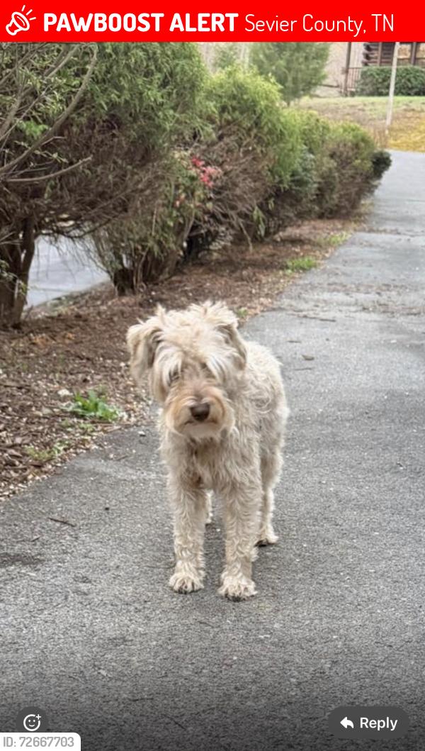 Lost Unknown Dog last seen Off old birds creek lane, Sevier County, TN 37876