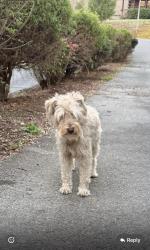 Lost Unknown Dog last seen Off old birds creek lane, Sevier County, TN 37876