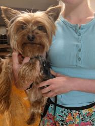 Found/Stray Female Dog last seen Dressage neighborhood , Cumming, GA 30040