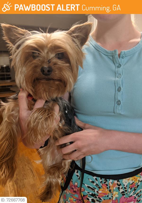 Found/Stray Female Dog last seen Dressage neighborhood , Cumming, GA 30040
