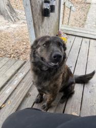 Lost Female Dog last seen Hoda court, hoda drive, texaba, Conroe, TX 77303