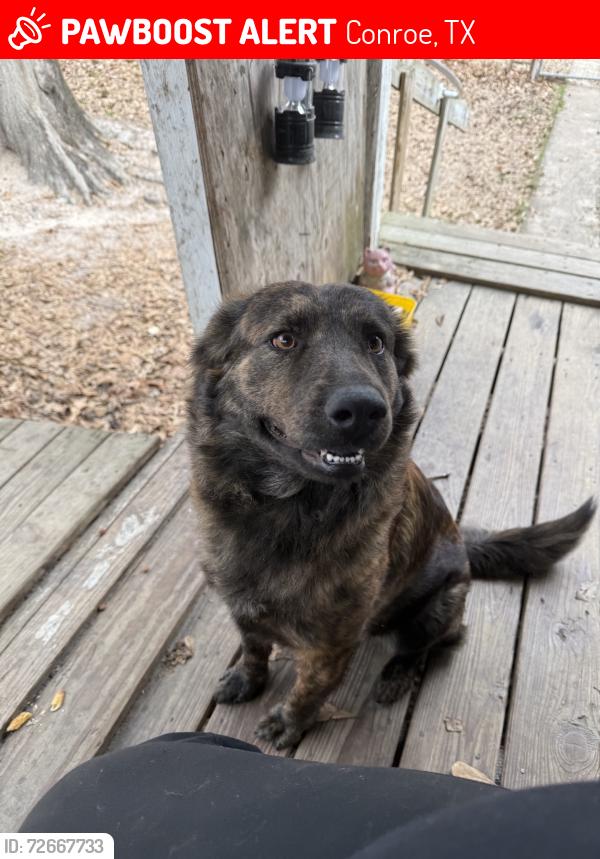 Lost Female Dog last seen Hoda court, hoda drive, texaba, Conroe, TX 77303