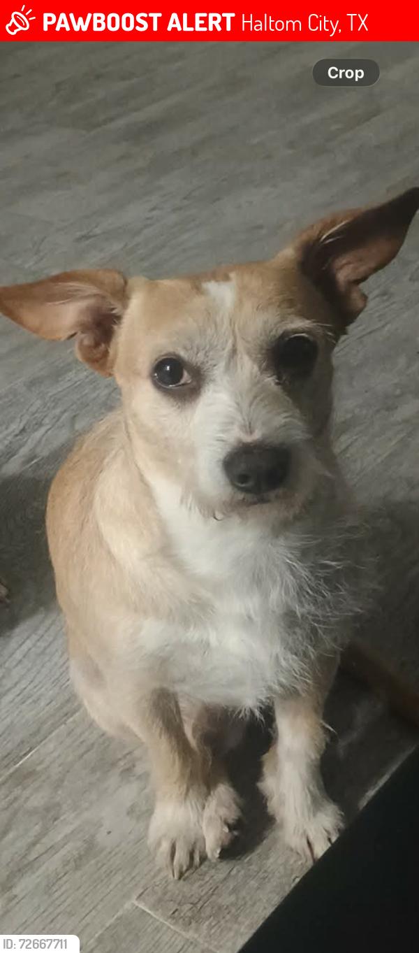 Lost Male Dog last seen Haltom City, Tx 76117, Haltom City, TX 76117