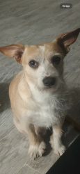 Lost Male Dog last seen Haltom City, Tx 76117, Haltom City, TX 76117