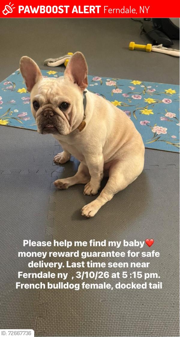 Lost Female Dog last seen Near Lieutenant Brender Hwy, Ferndale, NY 12734
