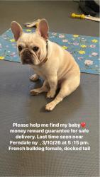 Lost Female Dog last seen Near Lieutenant Brender Hwy, Ferndale, NY 12734