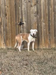 Found/Stray Male Dog last seen NW 23rd & Peniel & NW Keeton Ave NW19 , Bethany, OK 73008