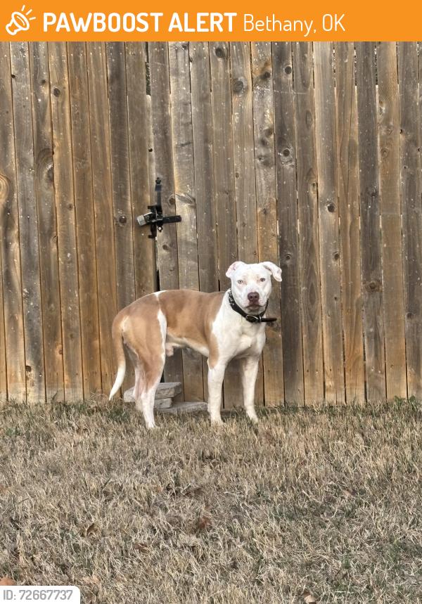Found/Stray Male Dog last seen NW 23rd & Peniel & NW Keeton Ave NW19 , Bethany, OK 73008