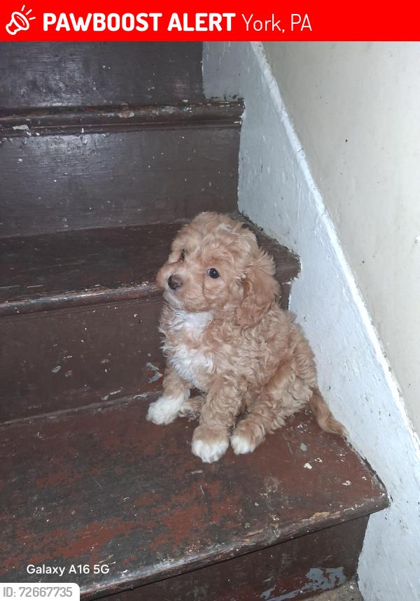 Lost Female Dog last seen Usa, York, PA 17403