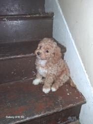 Lost Female Dog last seen Usa, York, PA 17403