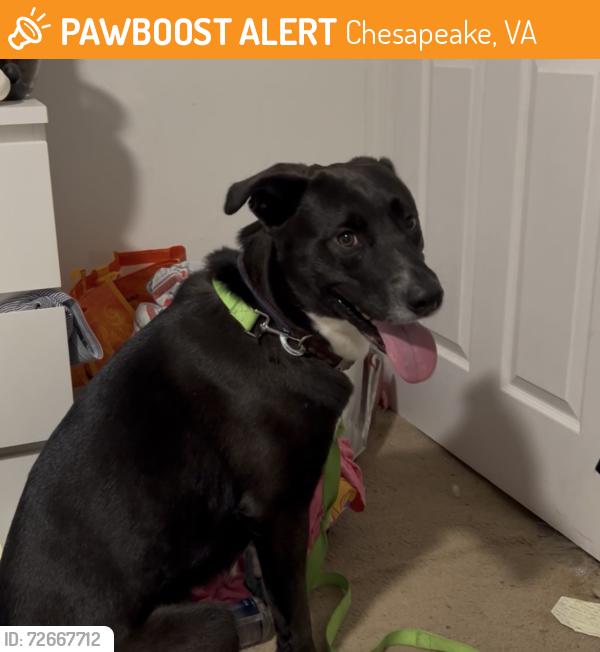 Found/Stray Male Dog last seen Lily’s Crepes , Chesapeake, VA 23322