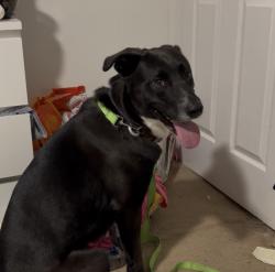 Found/Stray Male Dog last seen Lily’s Crepes , Chesapeake, VA 23322