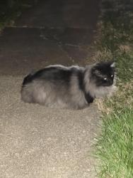 Found/Stray Unknown Cat last seen Near walton avenue area, Lexington, KY 40502