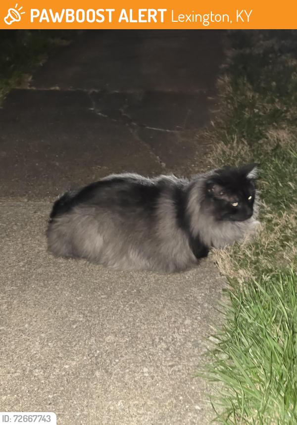 Found/Stray Unknown Cat last seen Near walton avenue area, Lexington, KY 40502