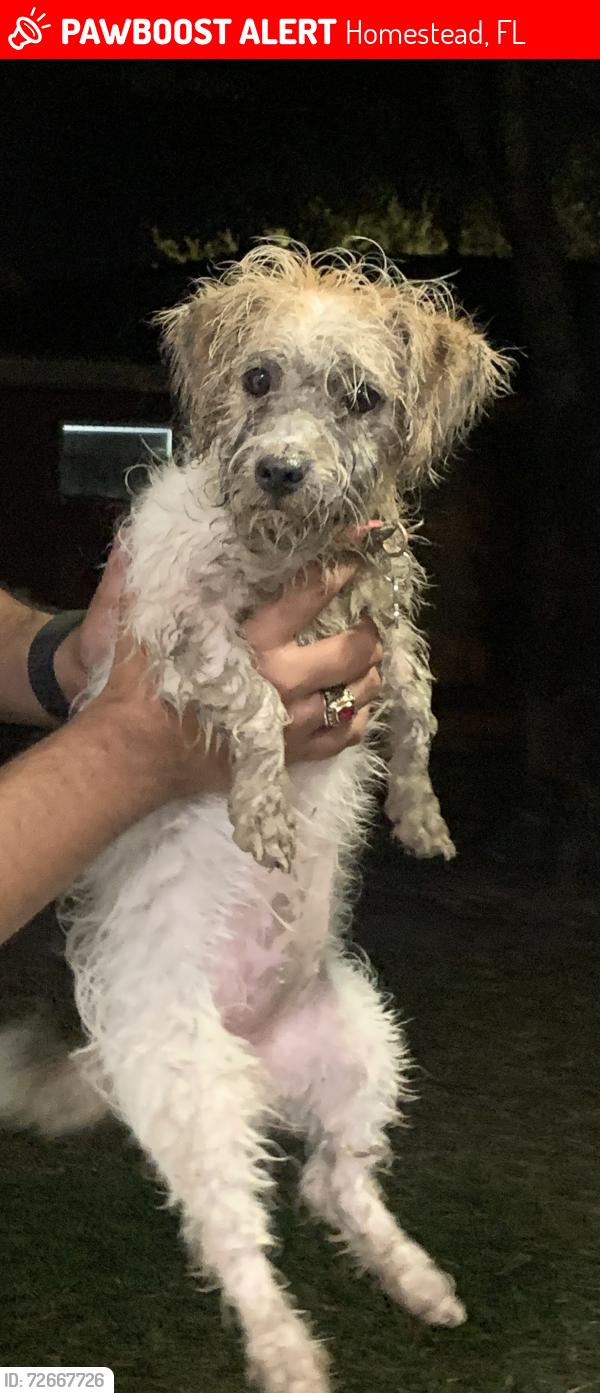 Lost Female Dog last seen hmstd middle school , Homestead, FL 33030