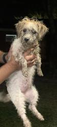 Lost Female Dog last seen hmstd middle school , Homestead, FL 33030