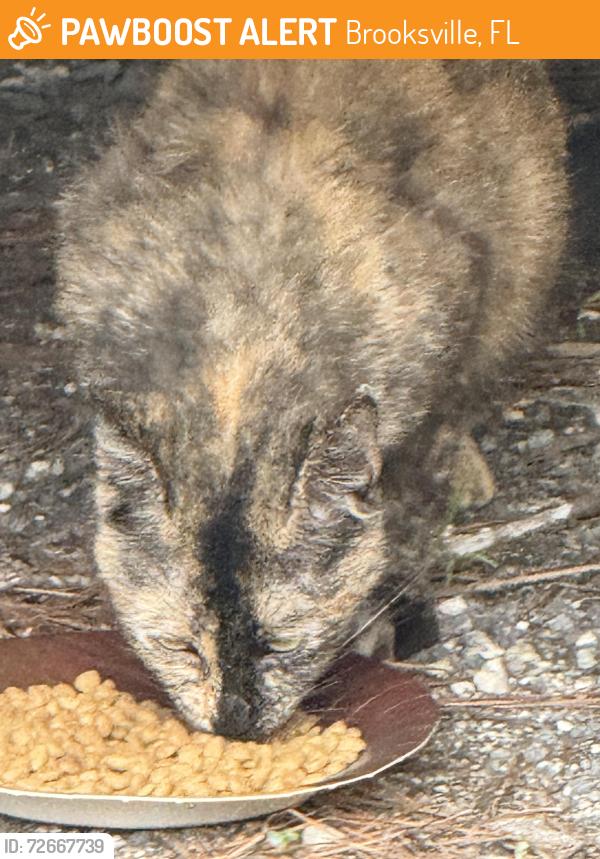 Found/Stray Female Cat last seen Powell rd , Brooksville, FL 34604
