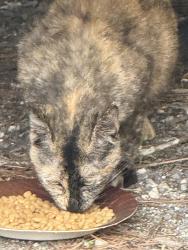 Found/Stray Female Cat last seen Powell rd , Brooksville, FL 34604