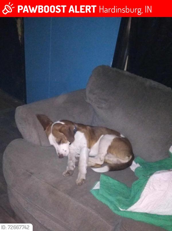 Lost Male Dog last seen Hardinsburg Indiana, Hardinsburg, IN 47125