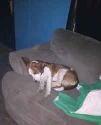 Lost Male Dog last seen Hardinsburg Indiana, Hardinsburg, IN 47125