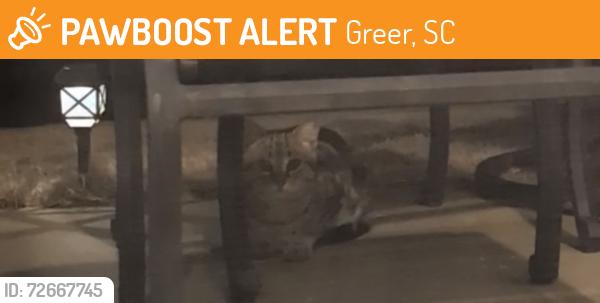 Found/Stray Unknown Cat last seen Praise Cathedral , Greer, SC 29650