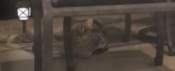 Found/Stray Unknown Cat last seen Praise Cathedral , Greer, SC 29650