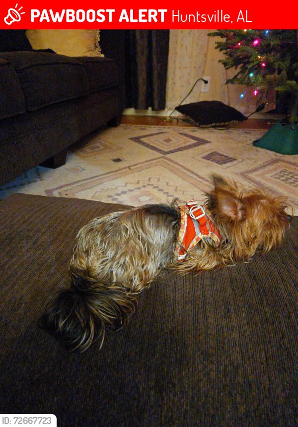 Lost Female Dog last seen Winchester Rd, Huntsville, AL 35810