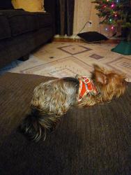 Lost Female Dog last seen Winchester Rd, Huntsville, AL 35810
