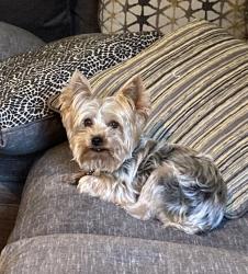 Lost Female Dog last seen Rosetta spillboon, Lecanto, FL 34461