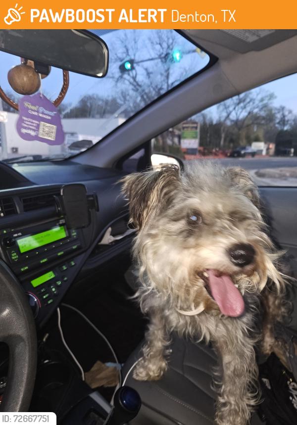 Found/Stray Male Dog last seen Panhandle St and Malone St Denton TX, Denton, TX 76201