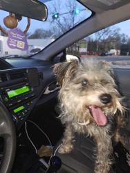 Found/Stray Male Dog last seen Panhandle St and Malone St Denton TX, Denton, TX 76201