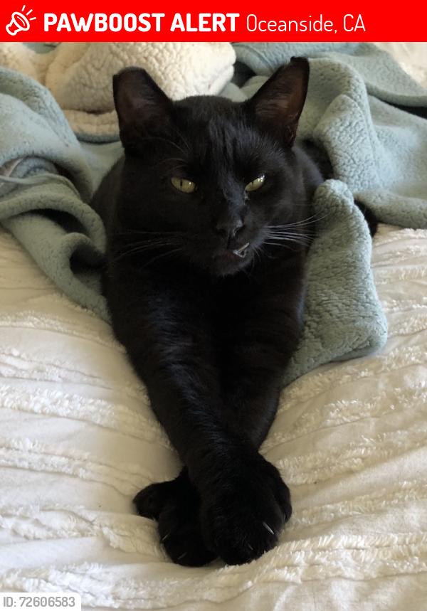 Lost Male Cat last seen On Ridgeway St in Fore Moubtain  but last seen in Avocado,, Downs, Laurel area., Oceanside, CA 92054