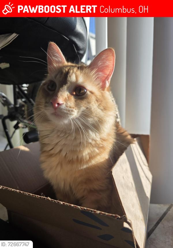 Lost Male Cat last seen Bridewater blvd, Columbus, OH 43235