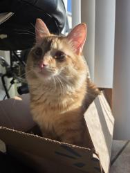 Lost Male Cat last seen Bridewater blvd, Columbus, OH 43235