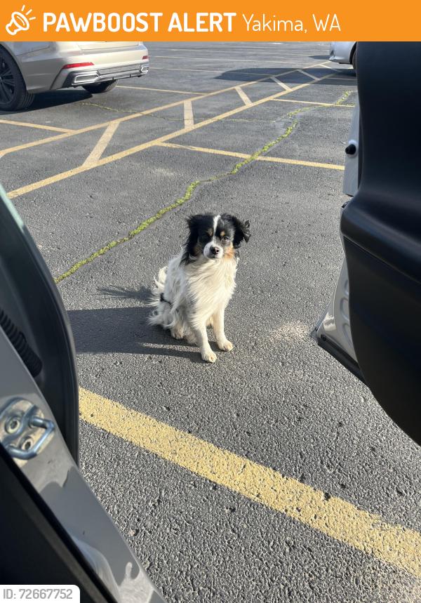 Found/Stray Unknown Dog last seen Right in front of Fiesta Foods in the parking lot, Yakima, WA 98901