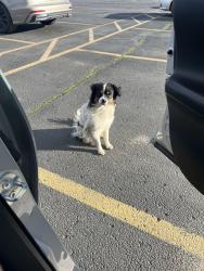 Found/Stray Unknown Dog last seen Right in front of Fiesta Foods in the parking lot, Yakima, WA 98901