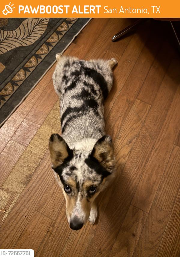 Found/Stray Female Dog last seen Aganier, San Antonio, TX 78212